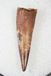 Pterosaur Tooth - Kem Kem Beds #14455-1